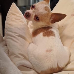 Meet your Posher, Genevieve